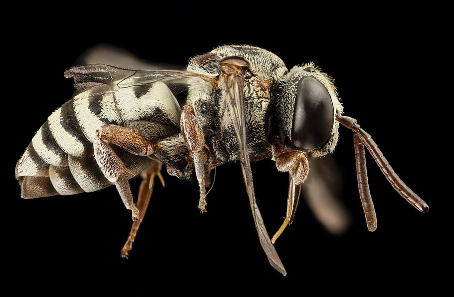 white and brown bee in macro lens photography, parasitic, bug