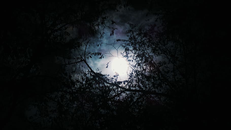 silhouette of tree with full moon background, untitled, photo HD wallpaper
