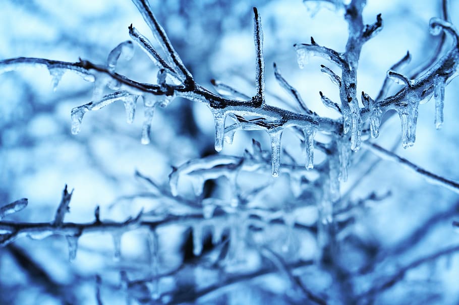 tilt-shift lens photo of clear frozen water on a tree twig HD wallpaper