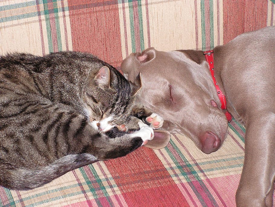 brown tabby mix and adult mouse-grey Weimaraner sleeping on plaid pad