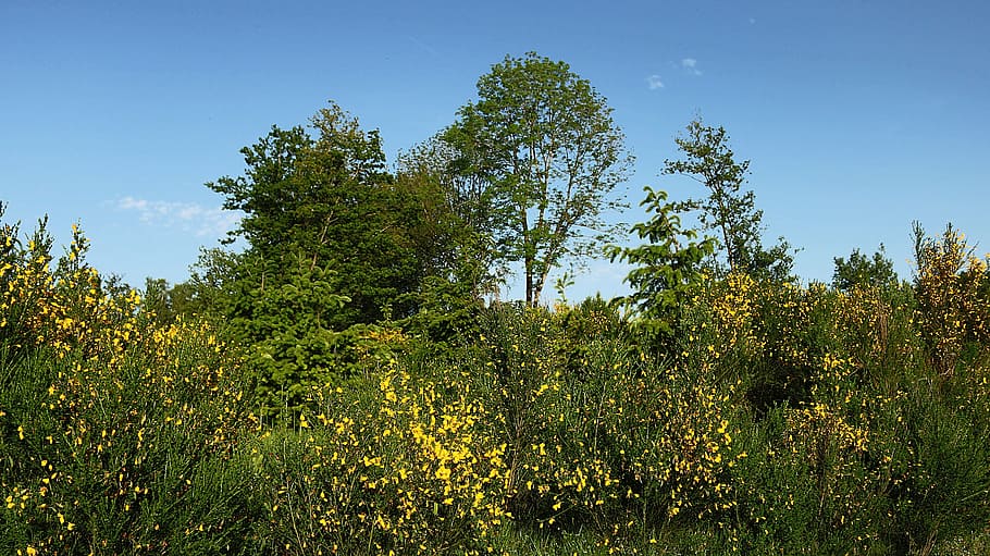 trees, landscape, field, nature, sky, blue, vegetation, fir HD wallpaper