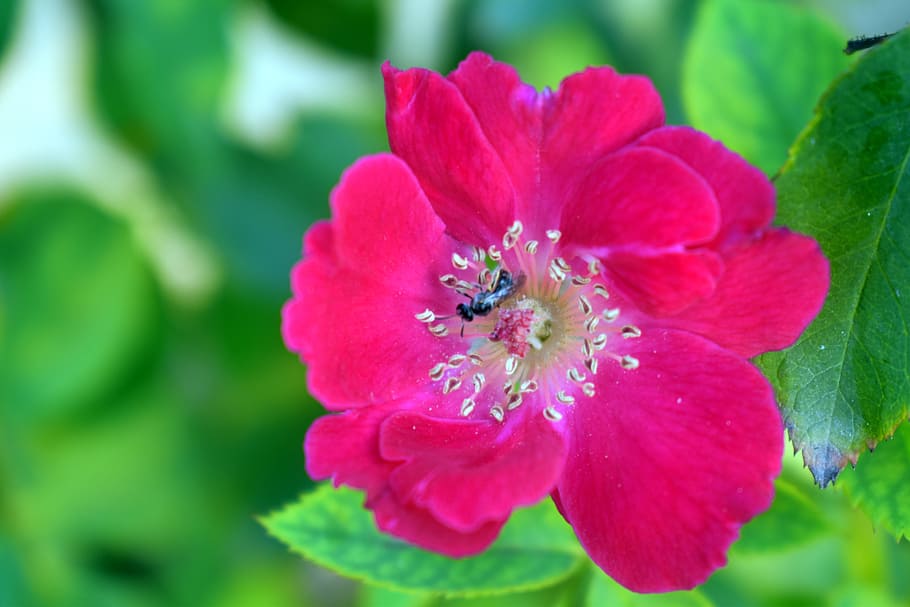red rose, flower, bee, bloom, blossom, flowering plant, freshness HD wallpaper
