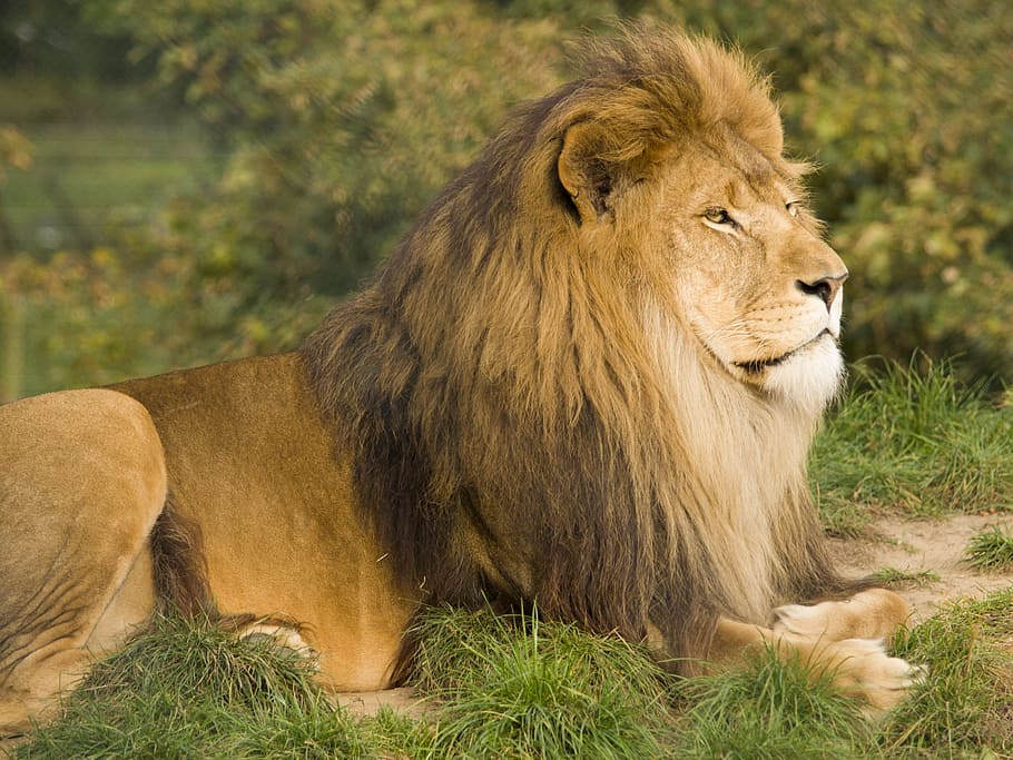 brown lion on green grass field, wild, king, game, predator HD wallpaper