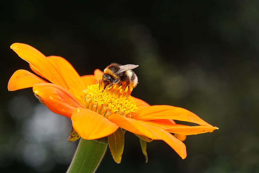hummel, blossom, bloom, insect, close, orange, plant, pollen HD wallpaper