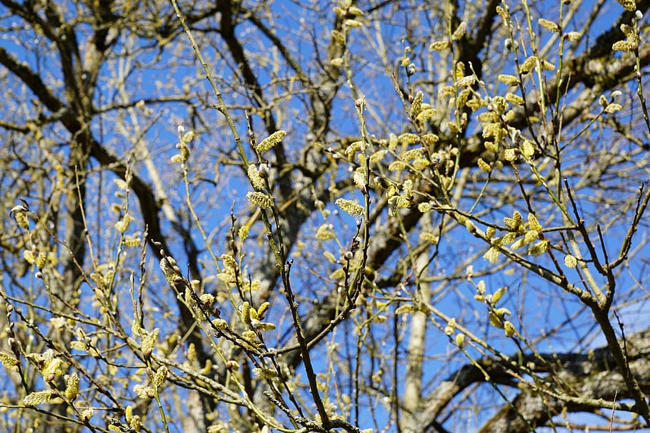 Pasture, Tree, Nature, branch, day, no people, flower, plant HD wallpaper