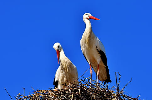 two white pelican birds on nest, Storks, Pair, Fly, rattle stork HD wallpaper