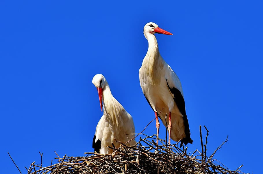 two white pelican birds on nest, Storks, Pair, Fly, rattle stork HD wallpaper