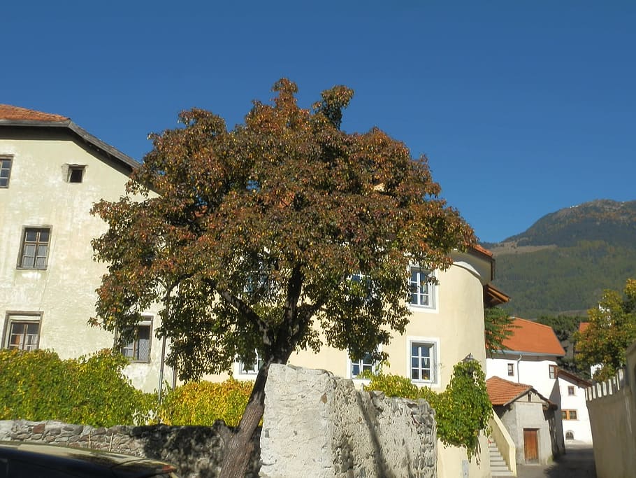 tree, castle, tyrol, building exterior, architecture, plant HD wallpaper