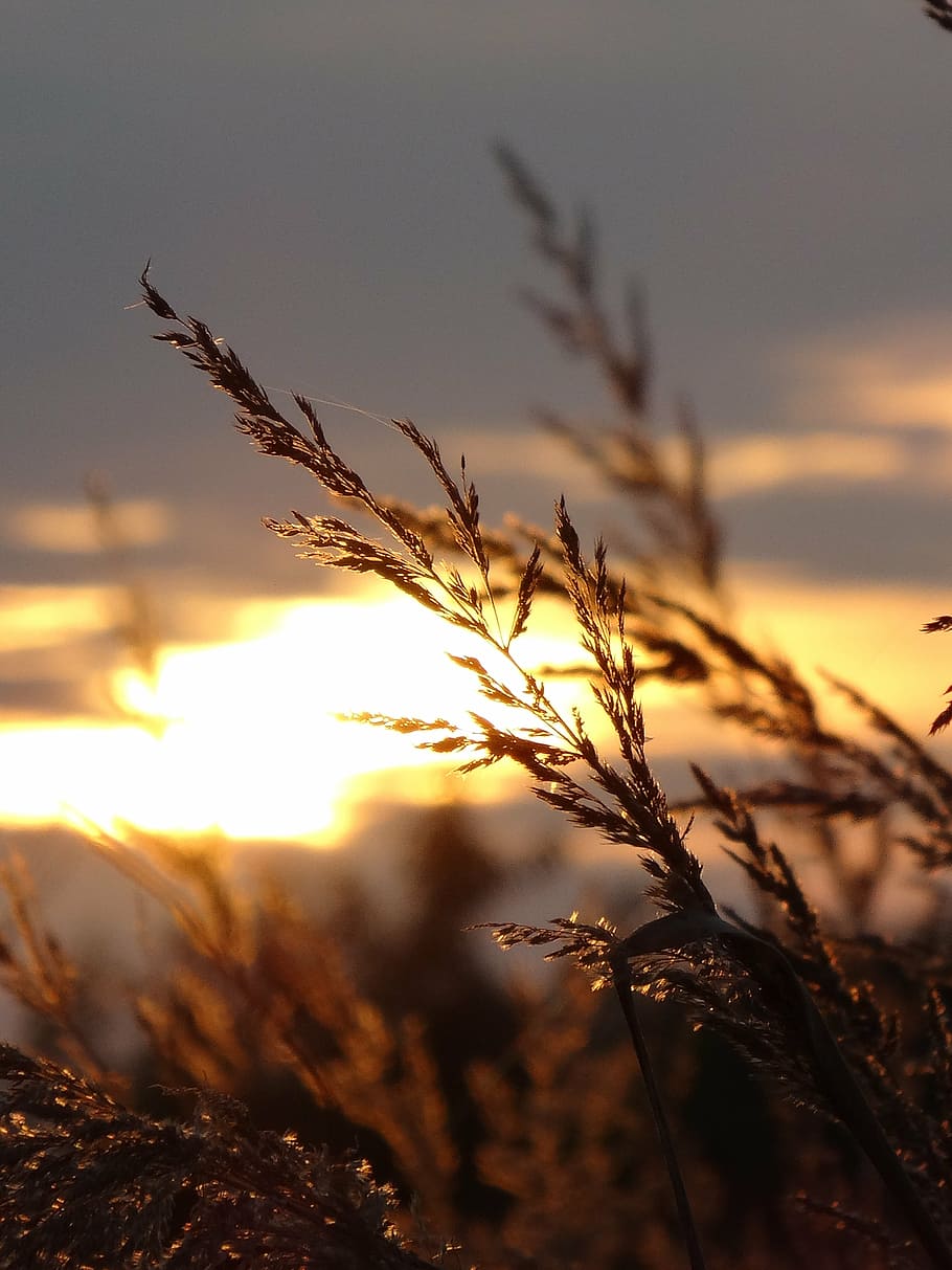 olkusz, poland, sunset, landscape, nature, summer, sunlight, HD wallpaper