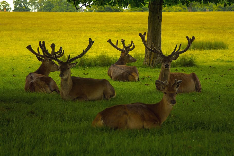 reindeer lying on ground, priroda, game, animal, animal themes HD wallpaper