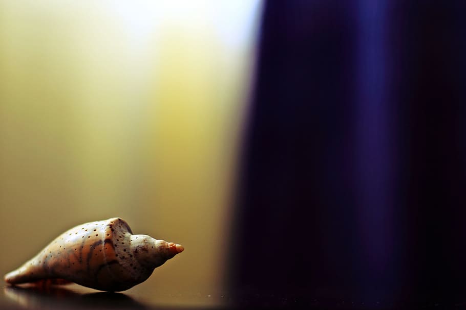 snail, reflection, nature, focus on foreground, no people, close-up HD wallpaper