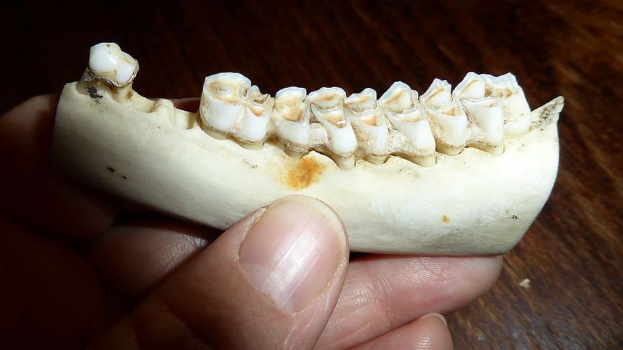 teeth, tooth, dental caries, bone, skeleton, animal world, pine HD wallpaper