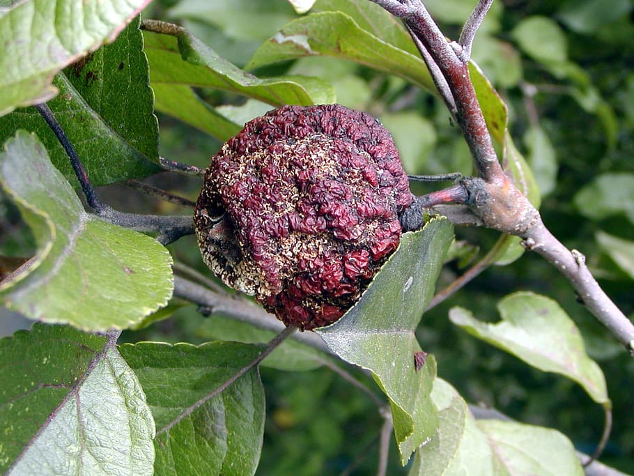 Tree, Fruit, Fetus, Apple, Rot, autumn, infection, nature, leaf HD wallpaper