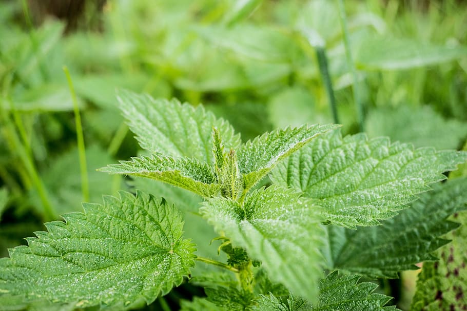 shallow focus photo of green leafed plant, stinging nettle, pus nettle, HD wallpaper