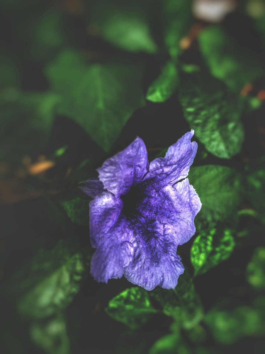 blurred background, violet flower, wallpaper, flowering plant HD wallpaper
