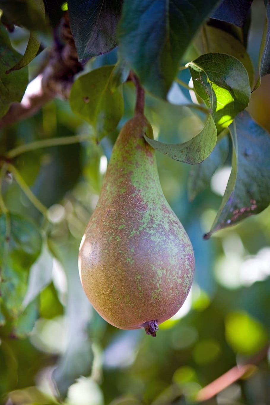 Pear, Tree, Pear Tree, Close-Up, hanging, details, fruit, food HD wallpaper
