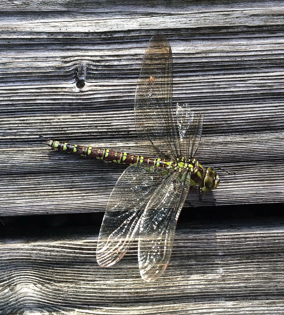 dragonfly, insect, wing, invertebrate, close-up, wood - material HD wallpaper