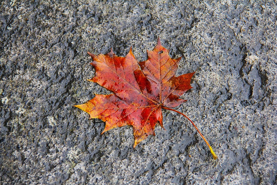wet, maple, maple leaf, red, orange, colorful, nature, fall HD wallpaper