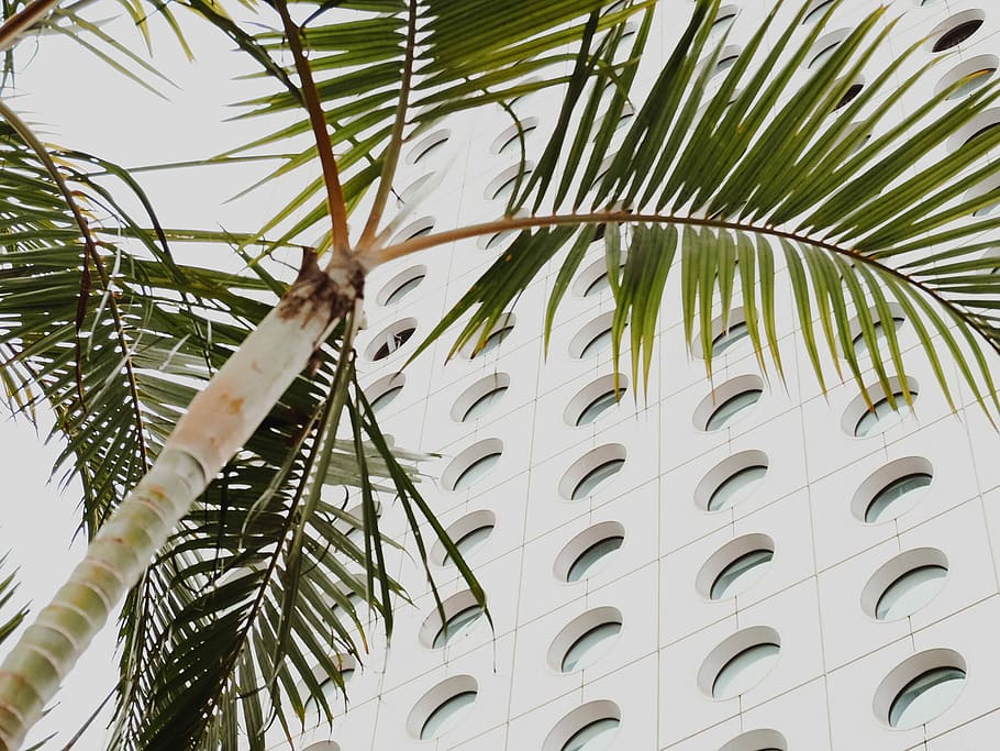 green palm tree near building, worm's eye view of green tree and white building HD wallpaper