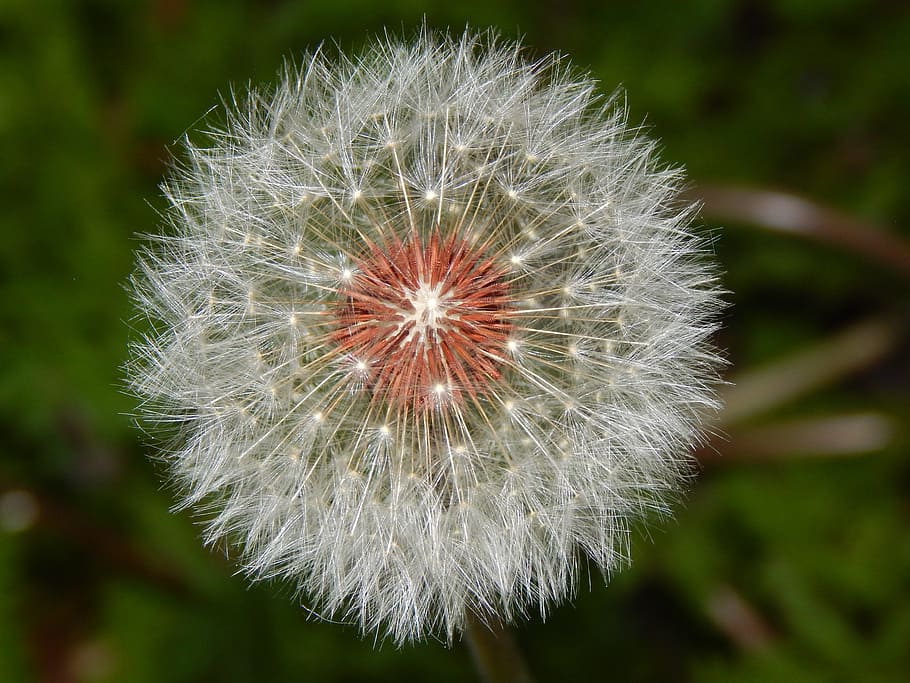 dandelion, flower, nature, plant, fragility, flowering plant HD wallpaper
