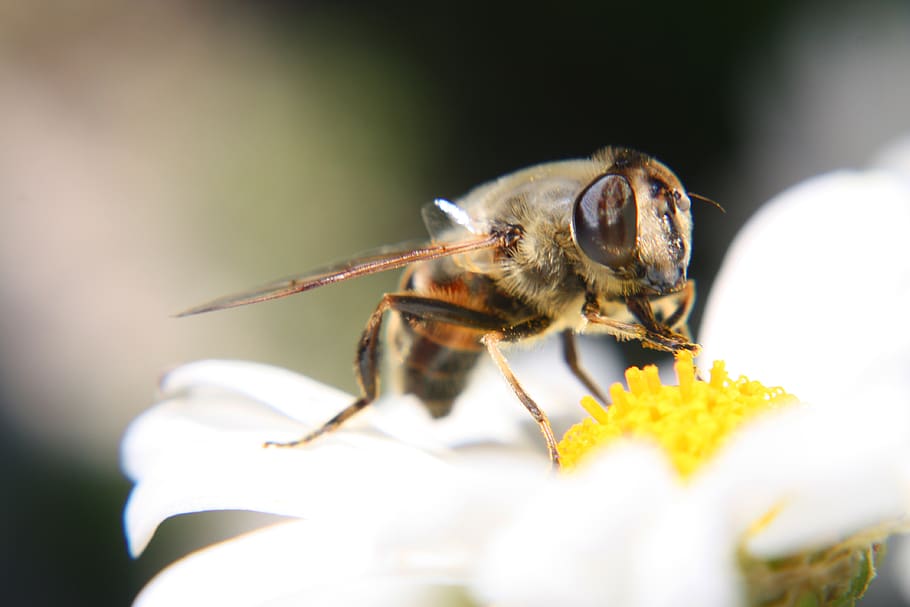 bee, blossom, bloom, close up, animal themes, invertebrate HD wallpaper