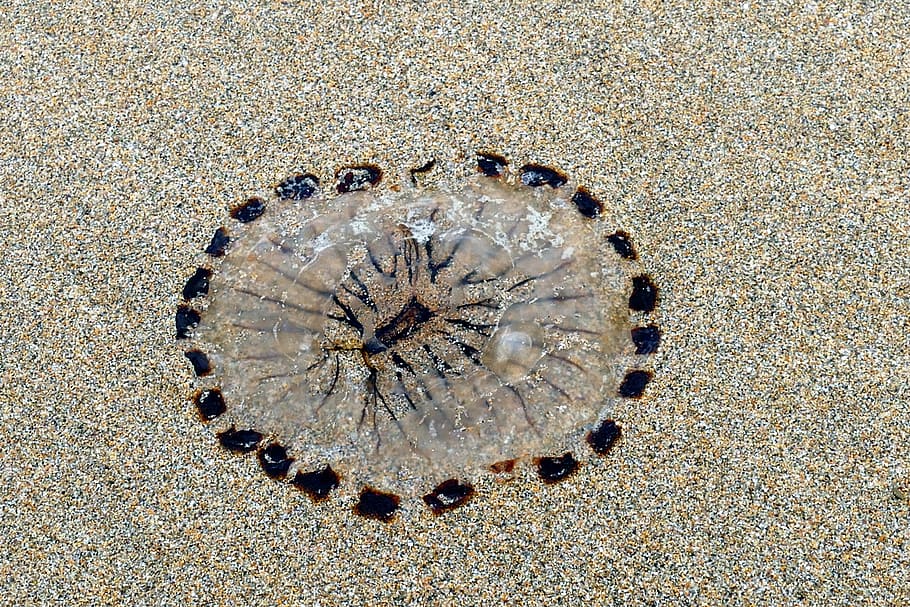 beach, jellyfish, sea, sand, nature, ocean, life, water, beached, HD wallpaper