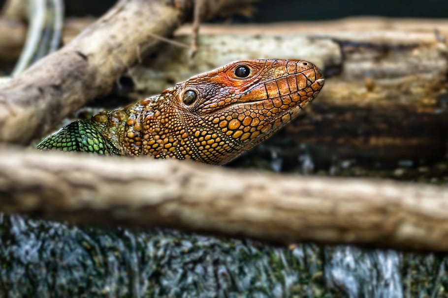 Natural dangerous. Тюменский зоопарк змеи. Zoopark Snake Color.