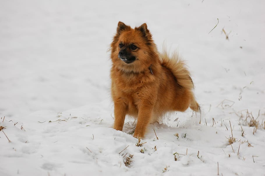 pointed tip, dog, snow, pets, animal, cute, purebred Dog, canine HD wallpaper