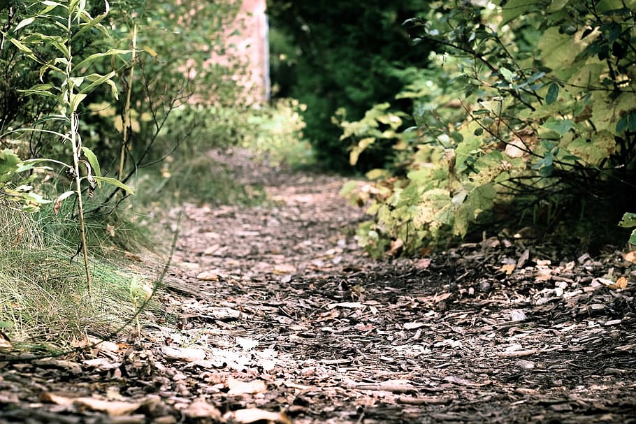 leaves, nature, path, forest, outdoors, natural, green, tree HD wallpaper