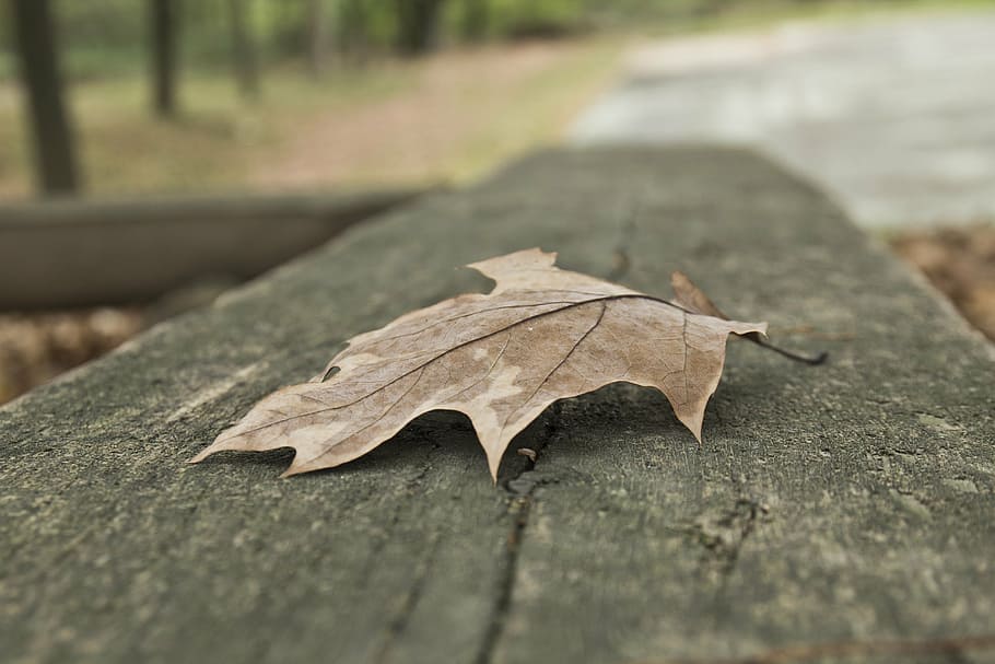 leaf, autumn, fall, nature, season, plant part, no people, dry HD wallpaper