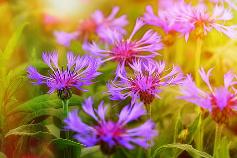 cornflower, aster, aster-like, composites, cyanus segetum hill HD wallpaper
