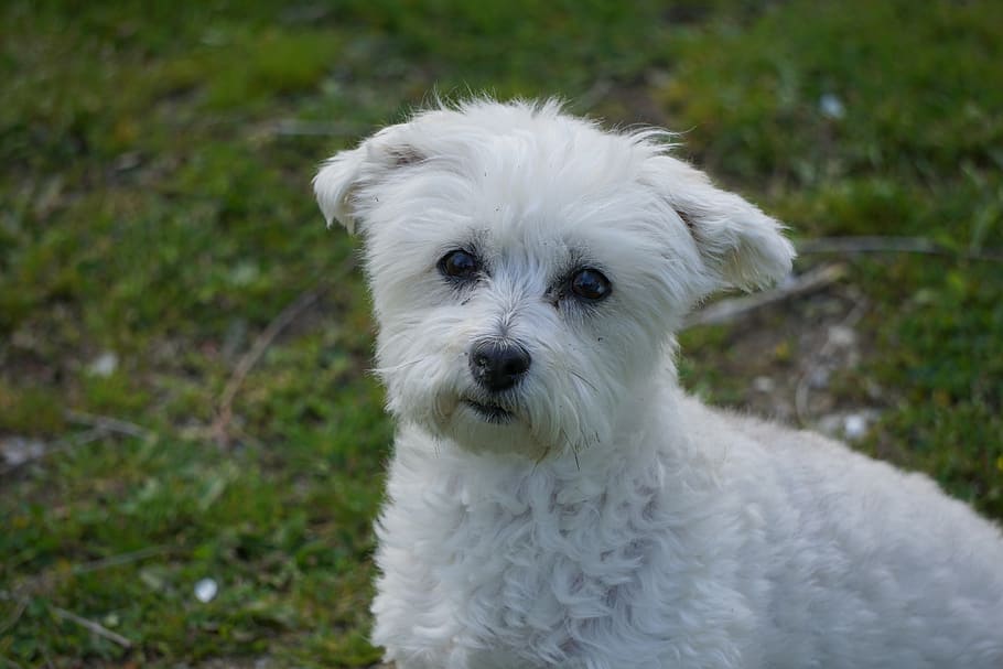dog, mutt, mixed breed, white, canine, pet, furry, doggy, pooch