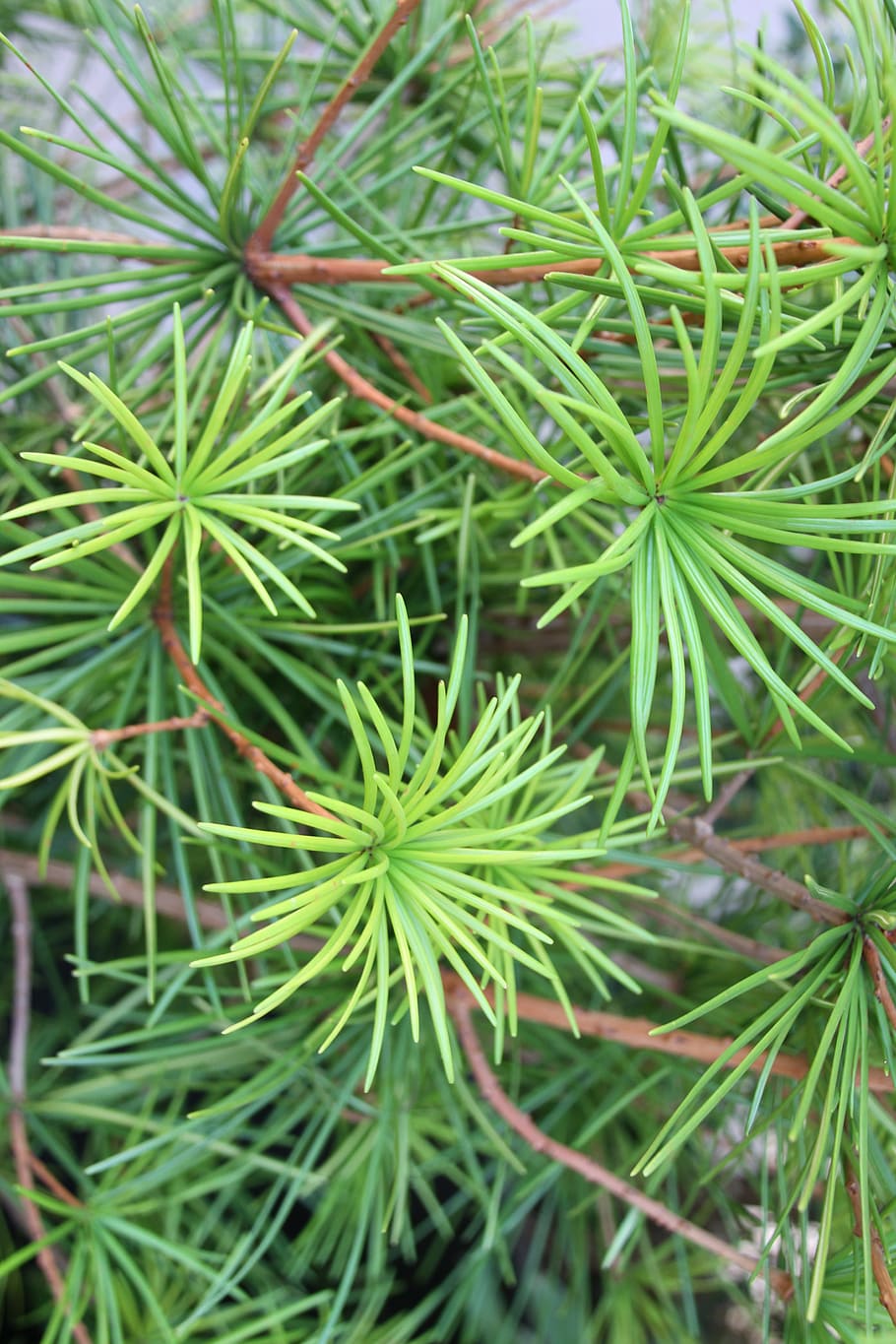 tree, needles, conifer, nature, macro, green, branch, plant HD wallpaper