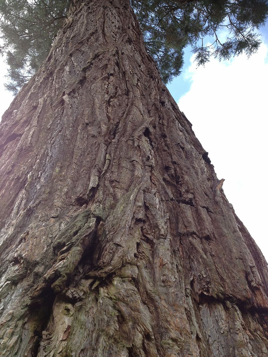 Redwood, Sequoia, Tall, Tree Bark, tall tree, rough, tree trunk, HD wallpaper