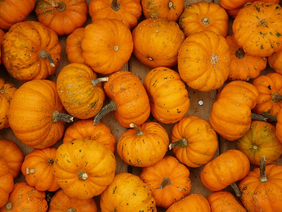 mini pumpkins, mandarin, orange, ribbed, decorative, squash HD wallpaper