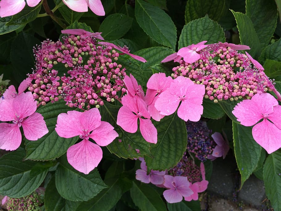 flower, lacecap, hydrangea, plant, floral, garden, summer, blooming HD wallpaper