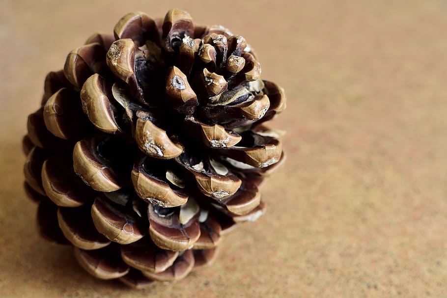 pine cone, tree, nature, wood, forest, green, season, plant HD wallpaper