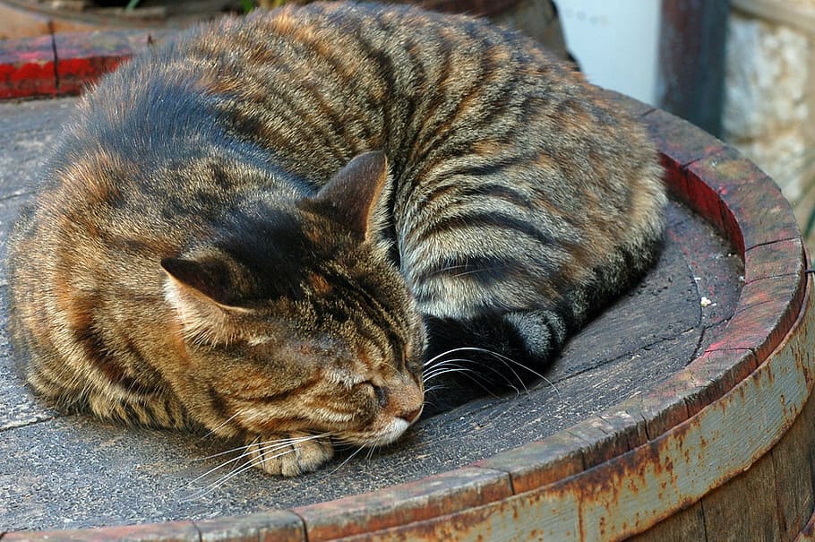 cat, tabby, brown, stripy, barrel, rusty, pets, mammal, domestic HD wallpaper