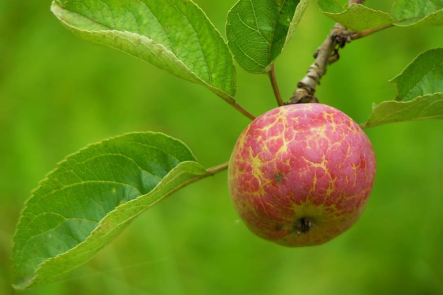 Rüyada Beyaz Elma Armut Ağacı Bahçede Görmek Yemek