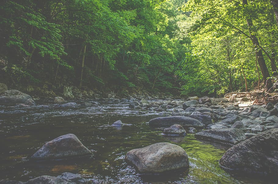 body of water, tall, green, trees, near, daytime, river, stream HD wallpaper