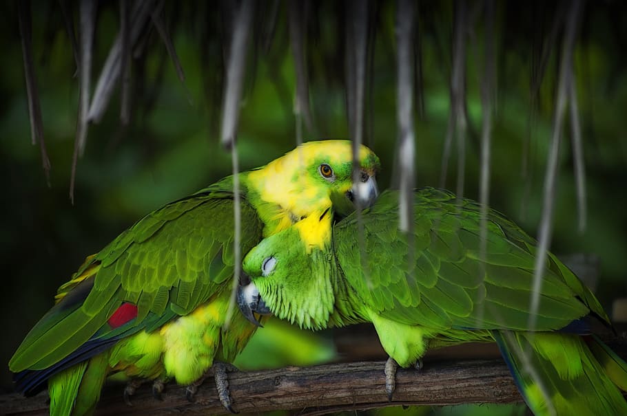 parrot, bird, tropical, macaw, wildlife, exotic, feather, colourful HD wallpaper