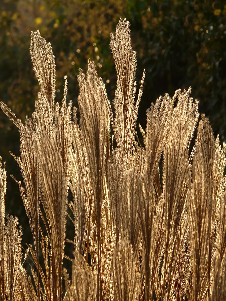 miscanthus, miscanthus sinensis, back light, licorice, poaceae HD wallpaper