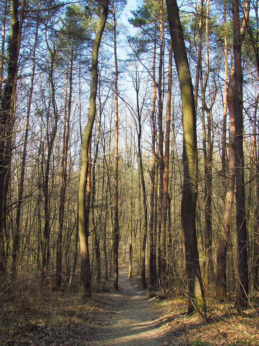 spring, forest, tour, nature, walk, still life, trees, plant HD wallpaper