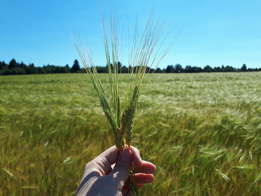 summer, nature, field, wheat, fields, rye, landscape, bloom HD wallpaper