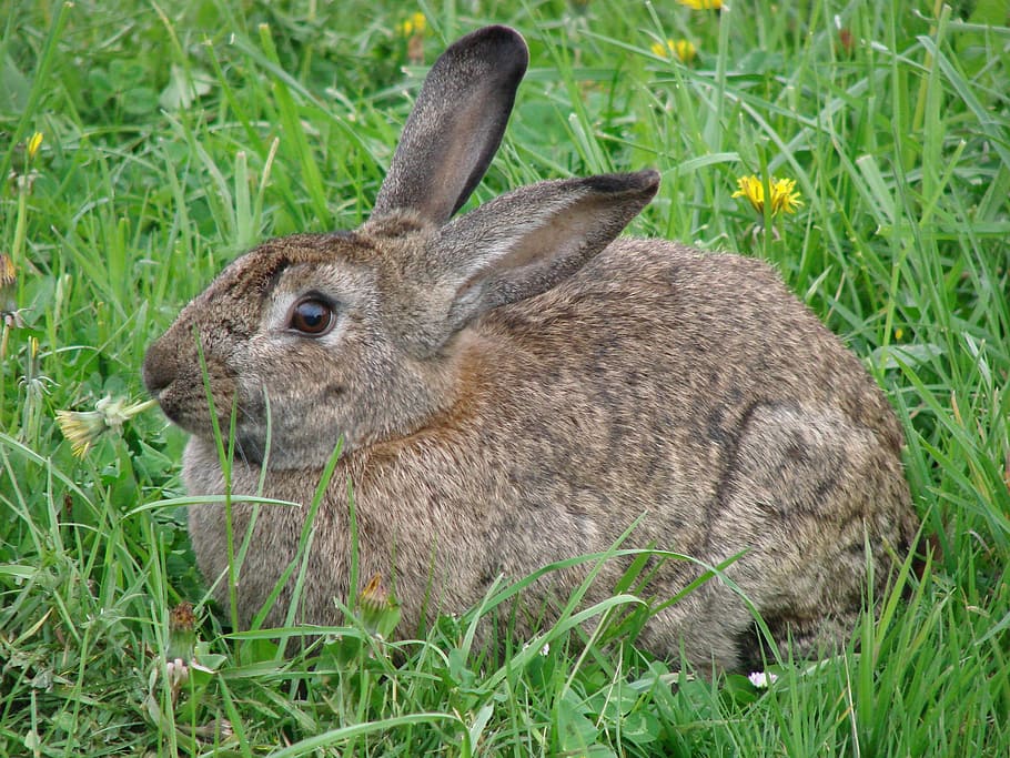 rabbit, hare, animals, grass, dandelion, plant, one animal HD wallpaper
