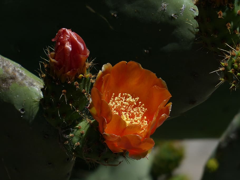 Blossom, Bloom, Cactus, Orange, filziger prickly pear, opuntia HD wallpaper