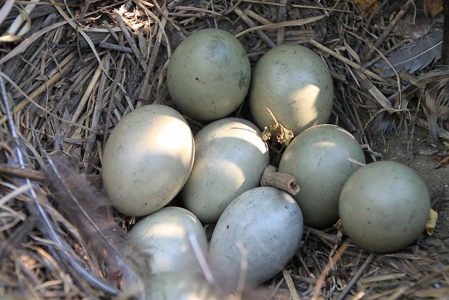 eggs, field, nest, pheasant, birds, food, drink, nature, organic HD wallpaper