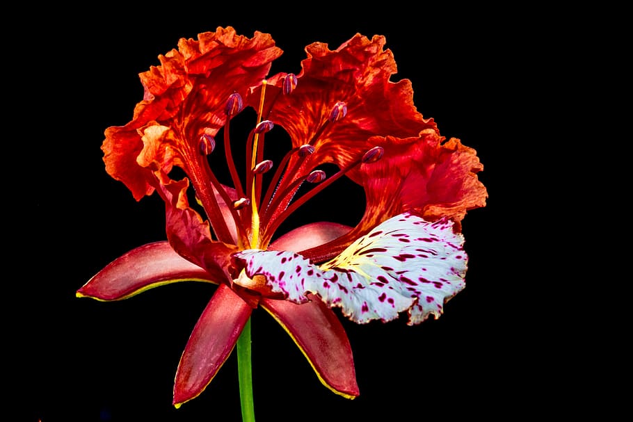 blossom, bloom, red, flower, flowering plant, petal, fragility HD wallpaper