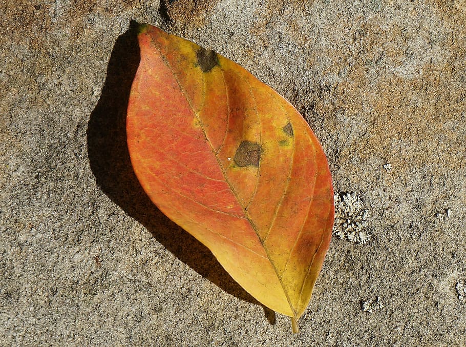Orange, Leaf, Stone Wall, Plant, orange leaf on stone wall HD wallpaper