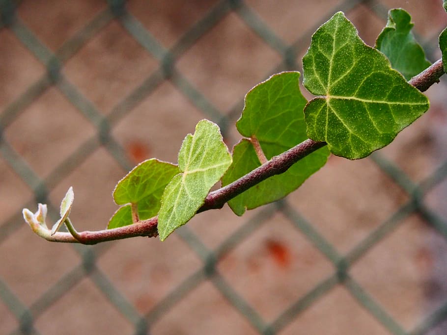 Leaf, Hedge, Bush, green, young leaves, boy shoots, bloom, ornamental shrub HD wallpaper